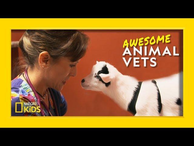 So You Want To Be a Vet? | Awesome Animal Vets