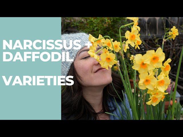 All the Narcissus & Daffodils I'm Growing ~ My Favorites, Highlights, and Disappointments