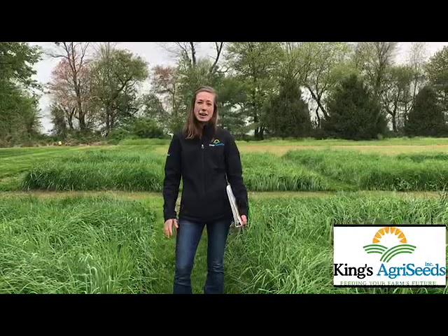 Early vs Late Maturing Orchardgrass