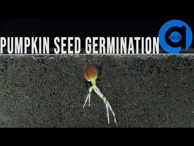 Pumpkin Seed Germination & Growth Time Lapse - Soil cross section - Growing Plant