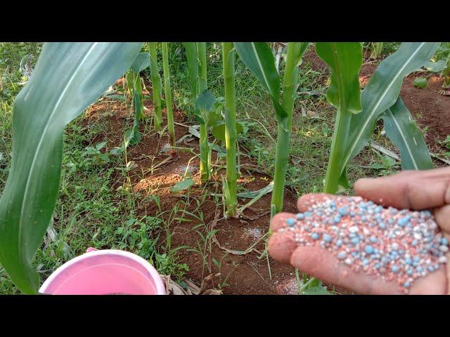 AGAR JAGUNG SUBUR, BERTONGKOL BESAR" MENGGUNAKAN PUPUK INI.!!!