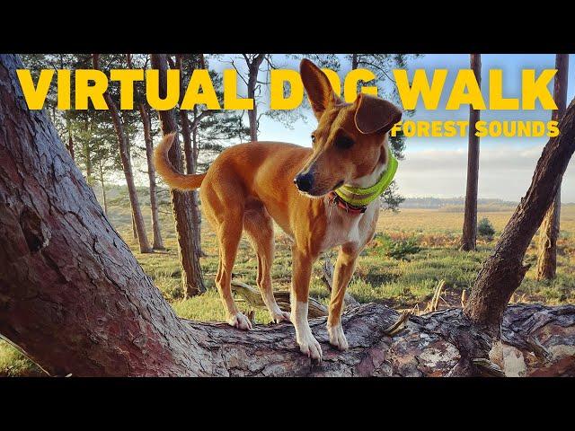 [NO ADS] Dog TV  Virtual Dog Walk in Ancient Woodland  Calming nature sounds for dogs