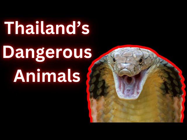 Dangerous Animals In Thailand