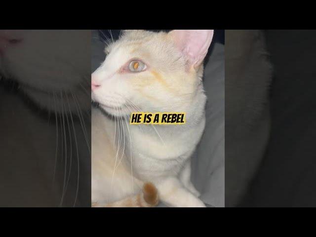 How To Spot A Naughty Cat: The Rebel Within #shorts #catvideo #rebel