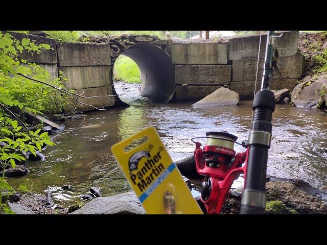 Fishing Small Hidden Creeks for Wild Trout  ( fish were hungry)