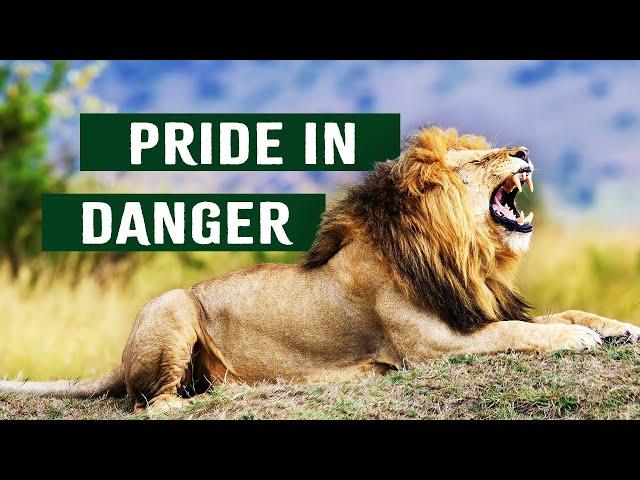 Starving Lions Struggle To Survive The Drought | Predators In Peril | Apex Predator