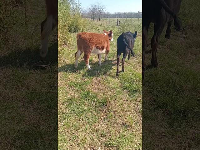  TERNEROS  #campo #ganado #ganaderia #terneros #rural #ganaderos #vacas #toros #pastoreo #agro