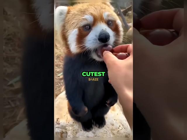 Top 3 Most CUTEST Animals Which Can Definitely Make You Say...