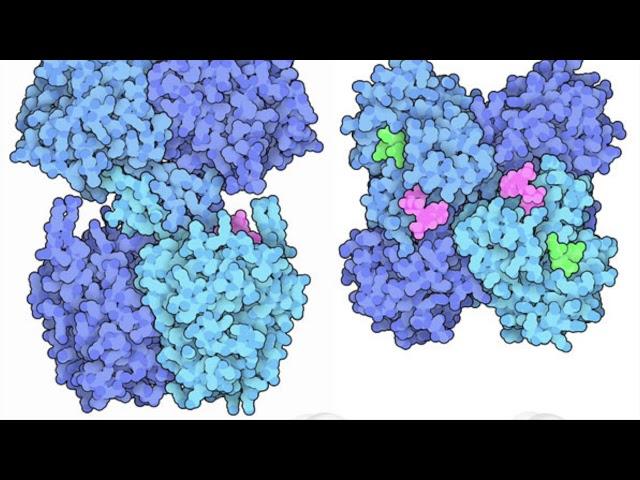 Polyhydroxybutyrate Synthase