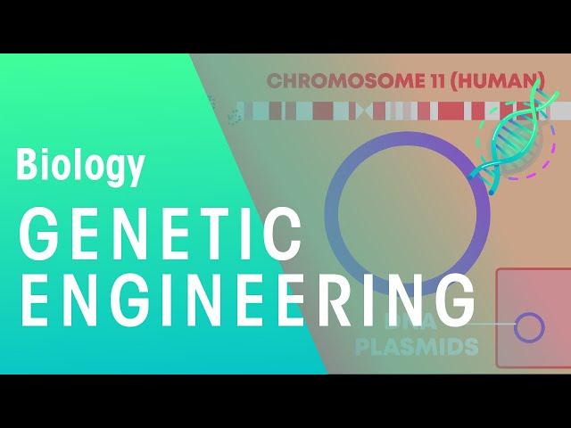 Genetic engineering | Genetics | Biology | FuseSchool