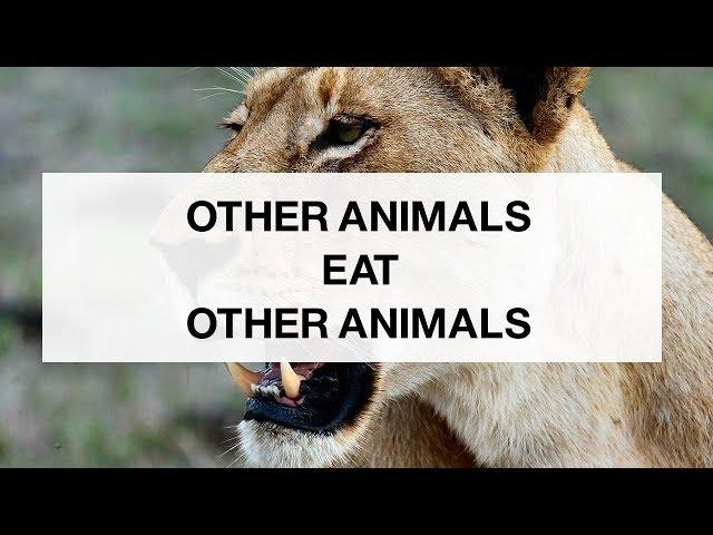 Animals Eat Other Animals