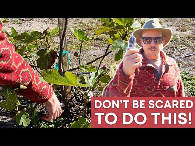 Do This Now Before It Gets Too Big! | Fig Tree Pruning Tips