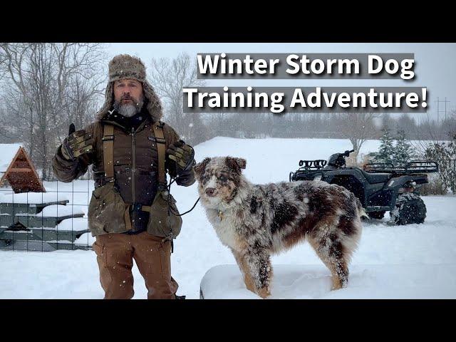 Winter Storm Dog Training | Don't Miss A Great Opportunity