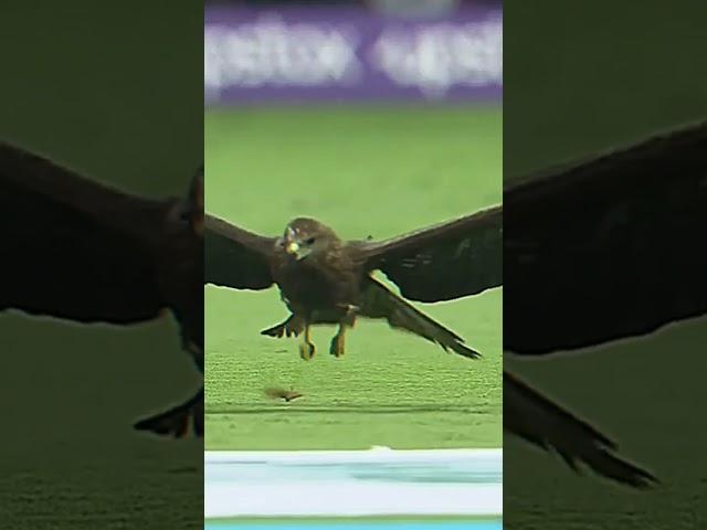 What a view of eagle in cricket stadium #shorts #eagles #cricket #ipl