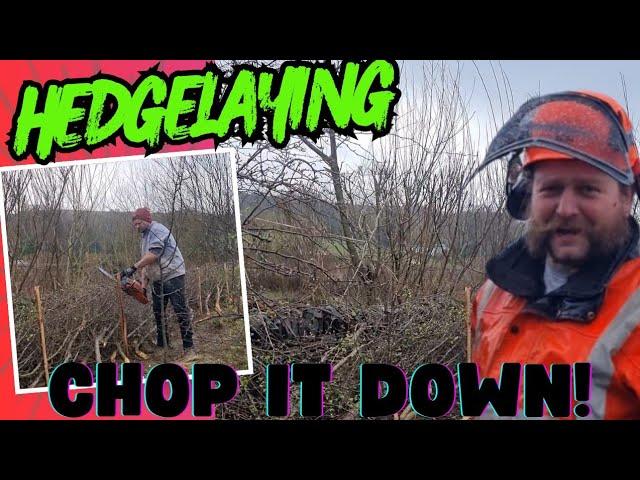 Making the perfect Hedge!