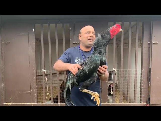 Bill's King Shamo Chicken Breed in UK