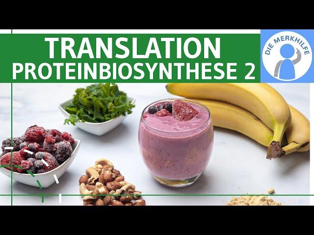 Translation - Proteinbiosynthese 2 - Ablauf, tRNA & Phasen einfach erklärt - Genetik (Bio Abitur)