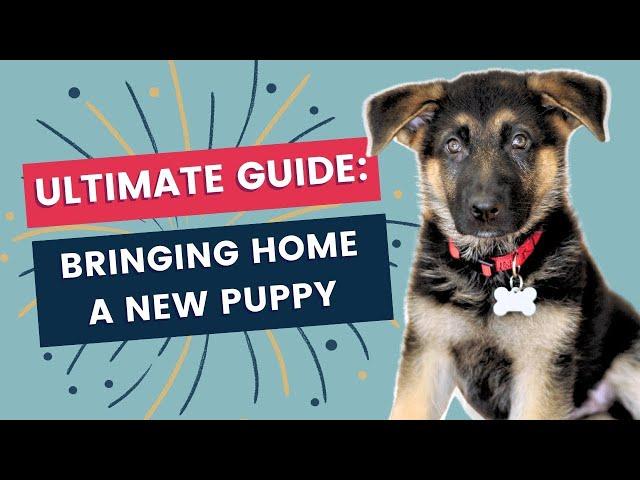 Ultimate Guide for Bringing a New Puppy Home