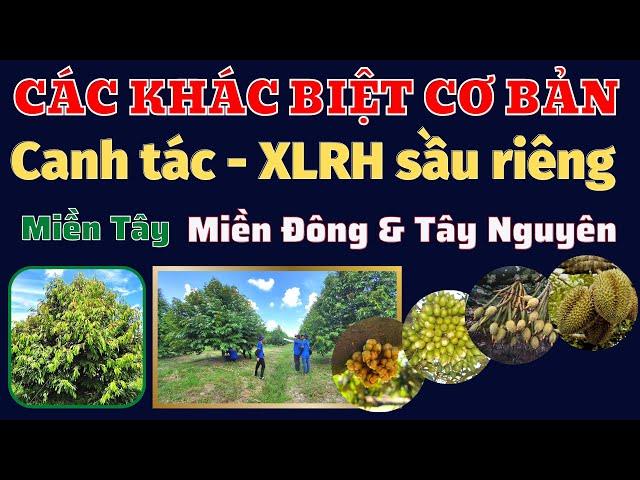 Các khác biệt cơ bản miền Tây - miền Đông và Tây Nguyên về canh tác sầu riêng | P1: Tạo cơi để XLRH