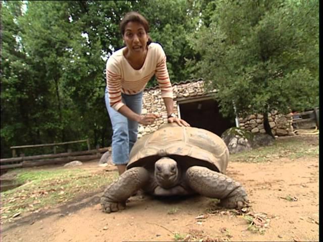 C'est pas sorcier - TORTUES : QUAND CARAPACES PASSENT