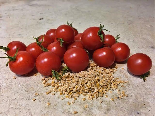 How to save tomato seeds