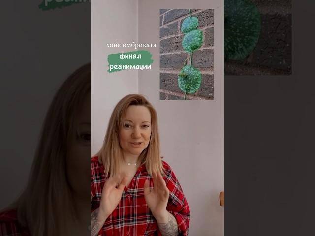 Хойя имбриката: реанимация, уход и содержание #растениядома #хойя #комнатныерастения #растения