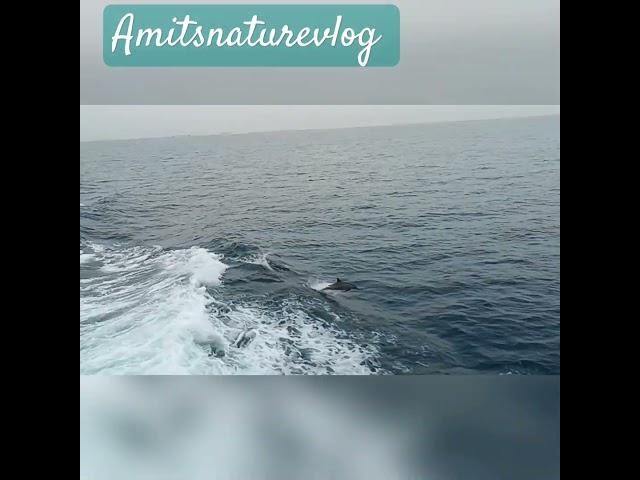 sea #dolphin part 2 #ship and dolphin # 2 Gadar run #shortsvideo #short #amitsnaturevlog #amitnandi