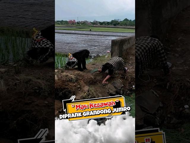 Lagi Mau Kesawah Tiba Tiba Muncul Grandong Jumro !!!