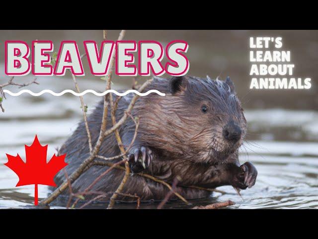 Beavers - Learn about Animals - Educational Video for Kids - Animals in Canada - Canadian English