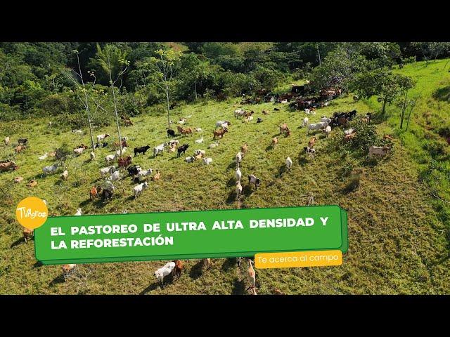 El pastoreo de ultra alta densidad y la reforestación - TvAgro por Juan Gonzalo Angel Restrepo