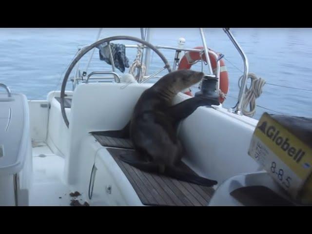 Sailing Adventure in the Galapagos Islands (Sailing La Vagabonde) Ep. 40