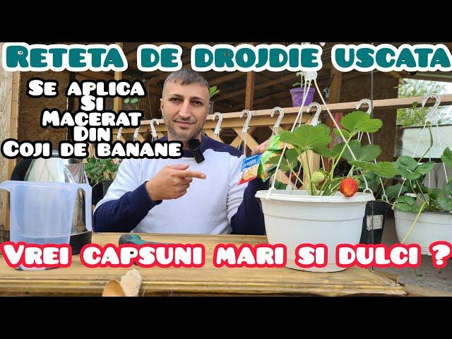 Fertilizant natural pentru capsuni: drojdie și coji de banane