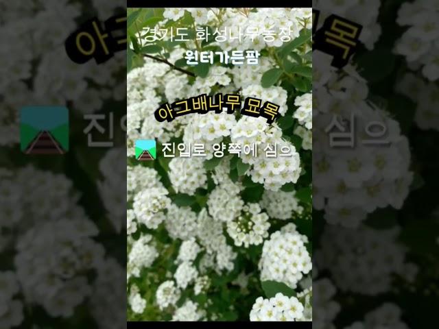 아그배나무 묘목 초특가분양중   #아그배나무 #포인트목 #화성나무농장 #윈터가든팜