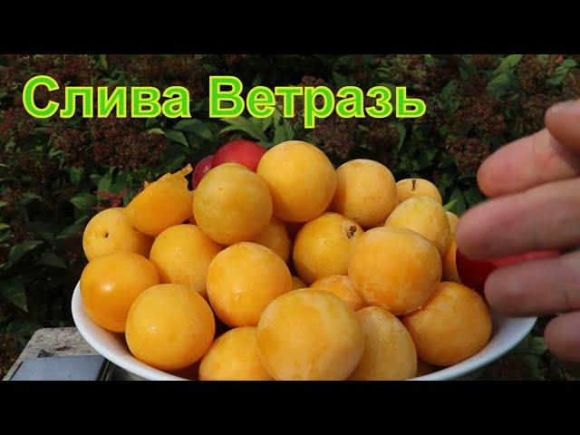 Обзор сорта сливы диплоидной Ветразь. Слива Голливуд. Слива Янтарная.