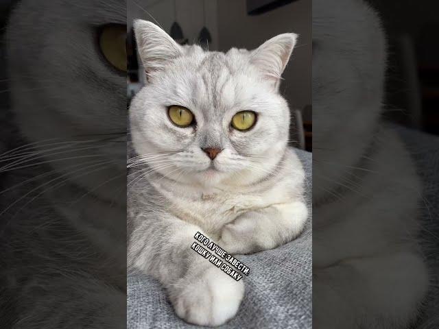 Кого лучше завести: кошку или собаку #кот #собака #shorts
