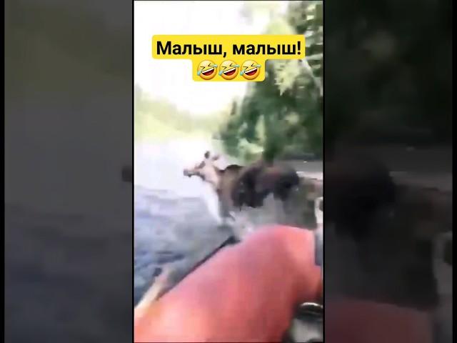 Как насчёт малыша в лодке?)) #тайга #река #сибирь #путешествие #россия #юмор #рыбалка #экстрим #2024