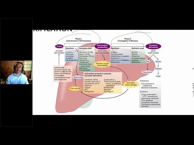 Detoxification In Clinical Practice  Phase 1 vs  Phase 2