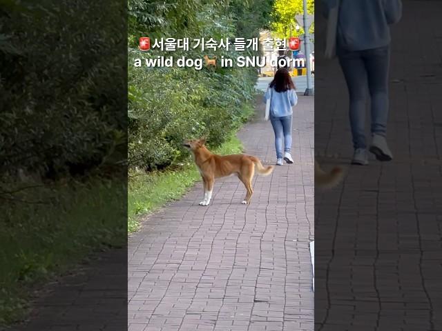 서울대 기숙사 들개 출현 a wild dog in SNU dorm