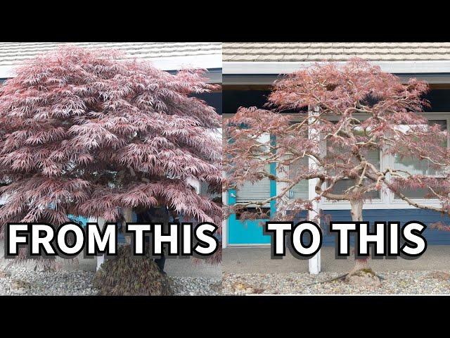 Revealing the structure of a landscape maple tree, bonsai style!