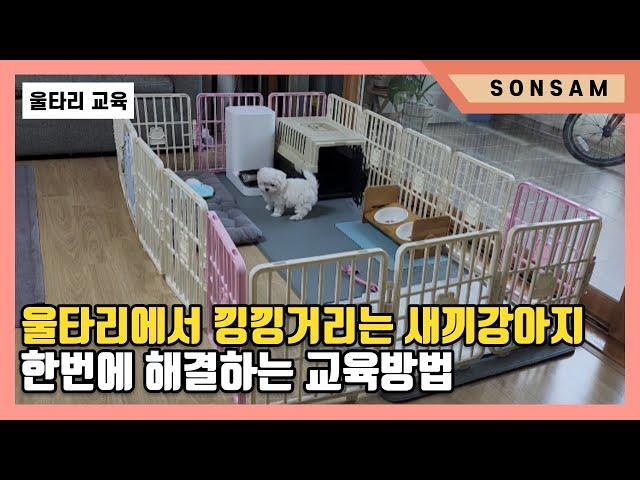 울타리에서 낑낑거리는 새끼강아지,  한번에 해결하는 교육방법 (Feat. 말티즈 탄이)