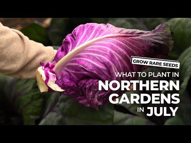 GROW RARE SEEDS | What To Grow In July In Northern Gardens