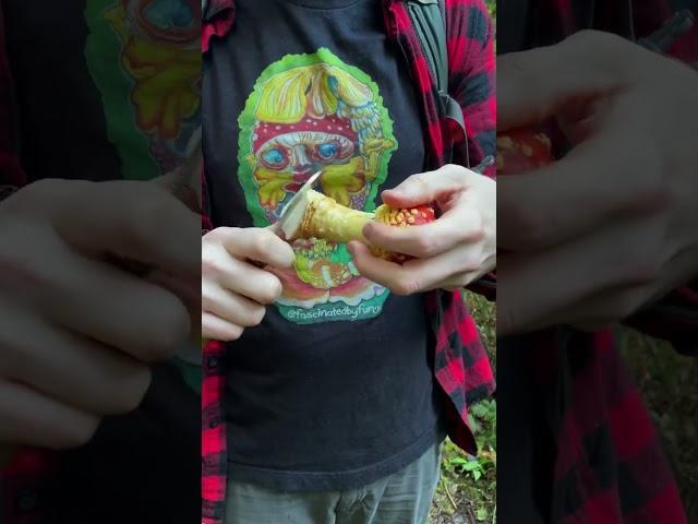 Fly Agaric Mario Mushroom (Amanita muscaria) ASMR: Tapping, Slicing, Crunchy