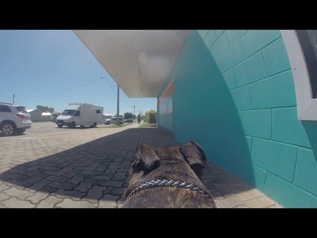 GoPro Doggy Style: A Fun Day Out from a Canine Perspective