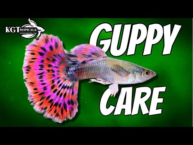 Guppy Fish Care, 10 Things You Should Know About Guppies! Great Beginner Fish!