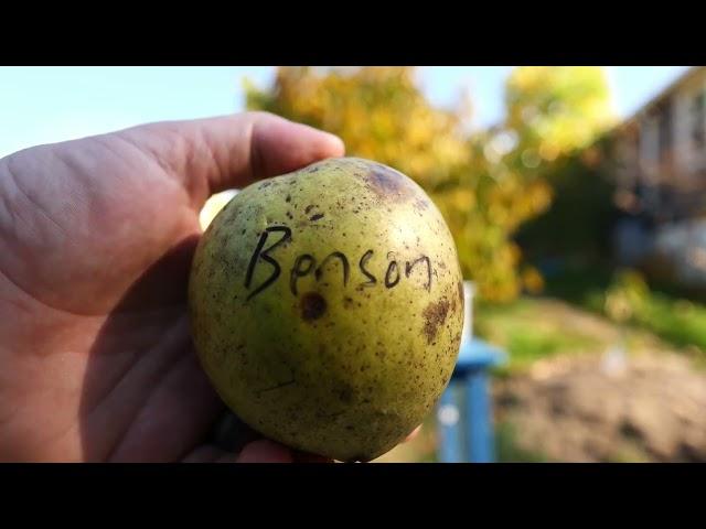 Pawpaws - Benson (KSU) - Meet the Cultivar Series - 07 - (Asimina triloba)