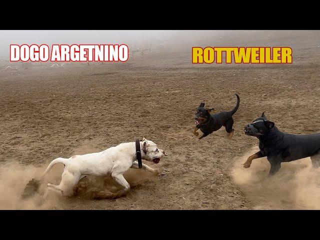 Dogo Argentino VS 2 Rottweiler