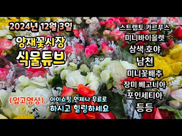 양재꽃시장 식물튜브 24년 12월 3일 입고영상 시청 하시면서 힐링타임 되세요~  #양재꽃시장 #식물튜브 #월동 #관엽 #식물아빠