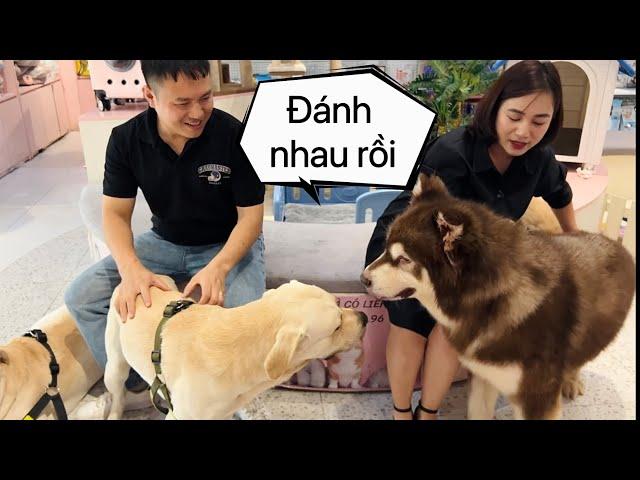 Mật Đại Chiến Củ Cải Kim Chi - Tan Hoang Cửa Hàng Rồi - Mật Pet Family