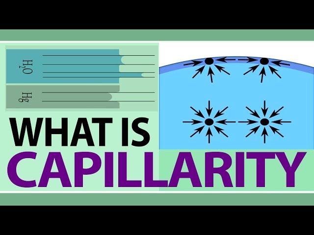 What is Capillarity | Define Capillary Action | Examples From Our Daily Life | Physics Concepts