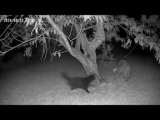 Cat vs. Raccoon